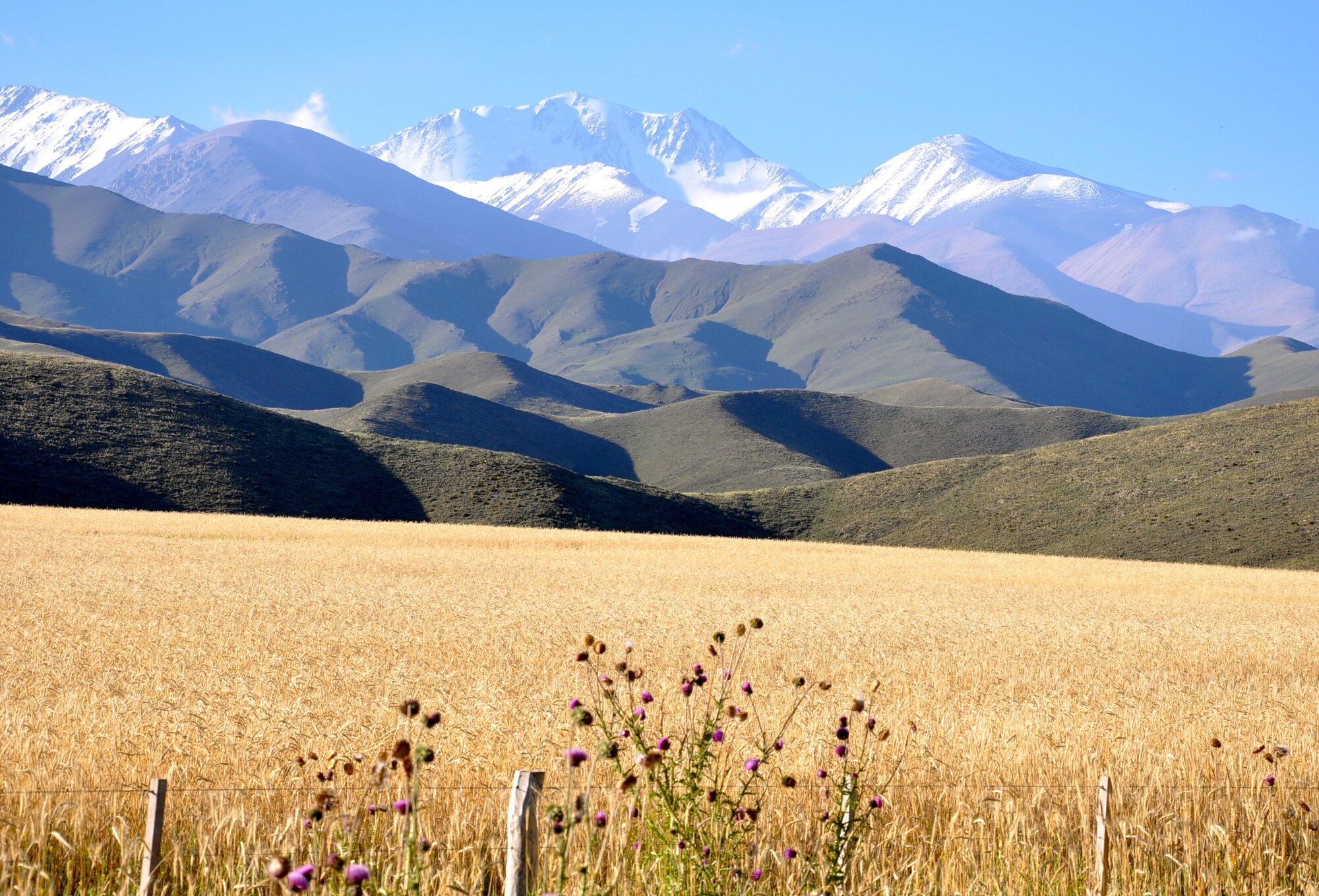 Snow-capped Andean peaks above a golden field near Tupungato