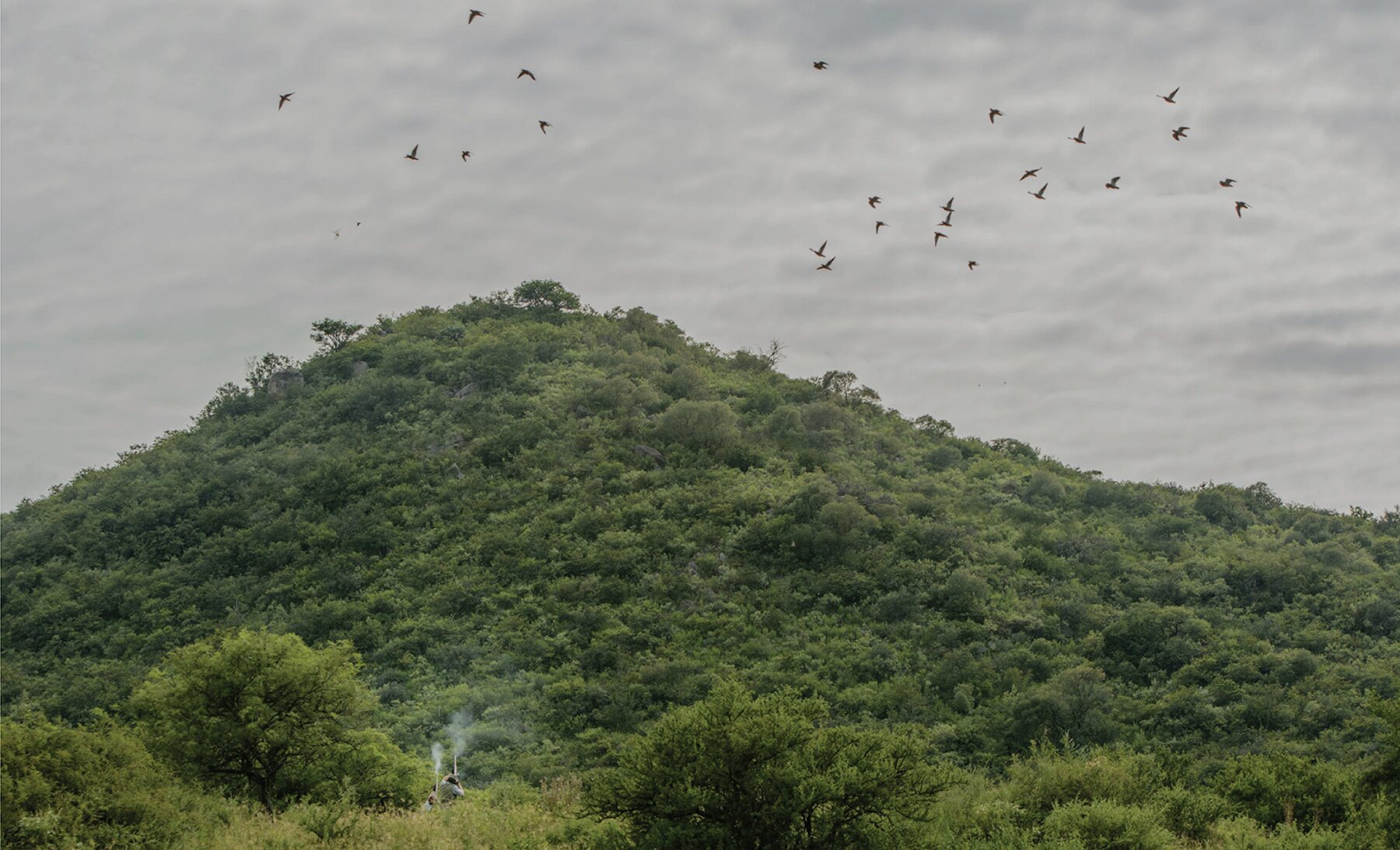 Doves rising over a wooded Argentine hillside above a wingshooter