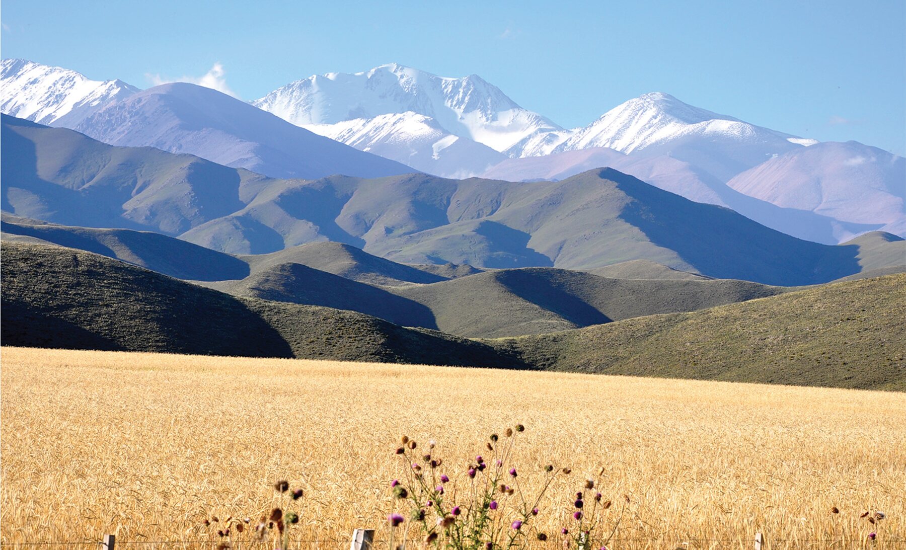 Snow-capped Andes rising over a golden Patagonian field
